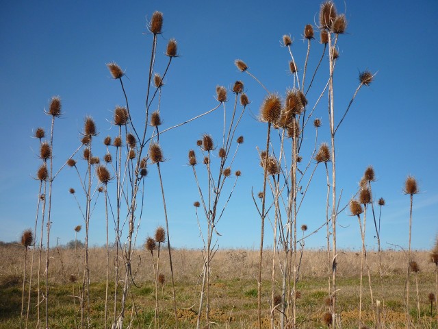 P1030024bd